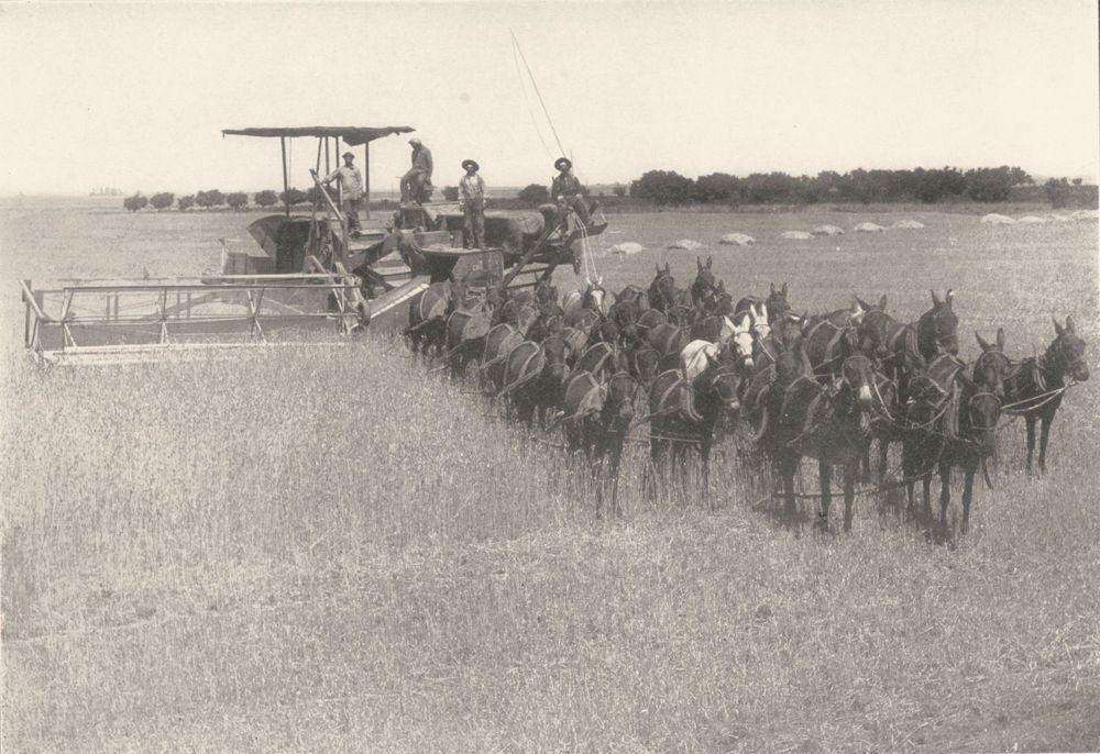 FARMING. reaping and binding Machine. Combine harvester pulled by horses 1907